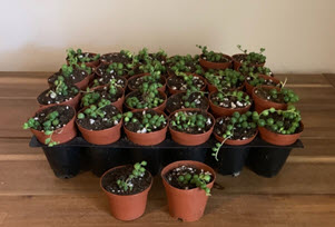 2" String of Pearls Green